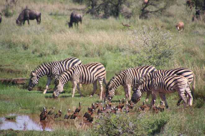 five zebra in pond near brown and black birds soundring by green grass